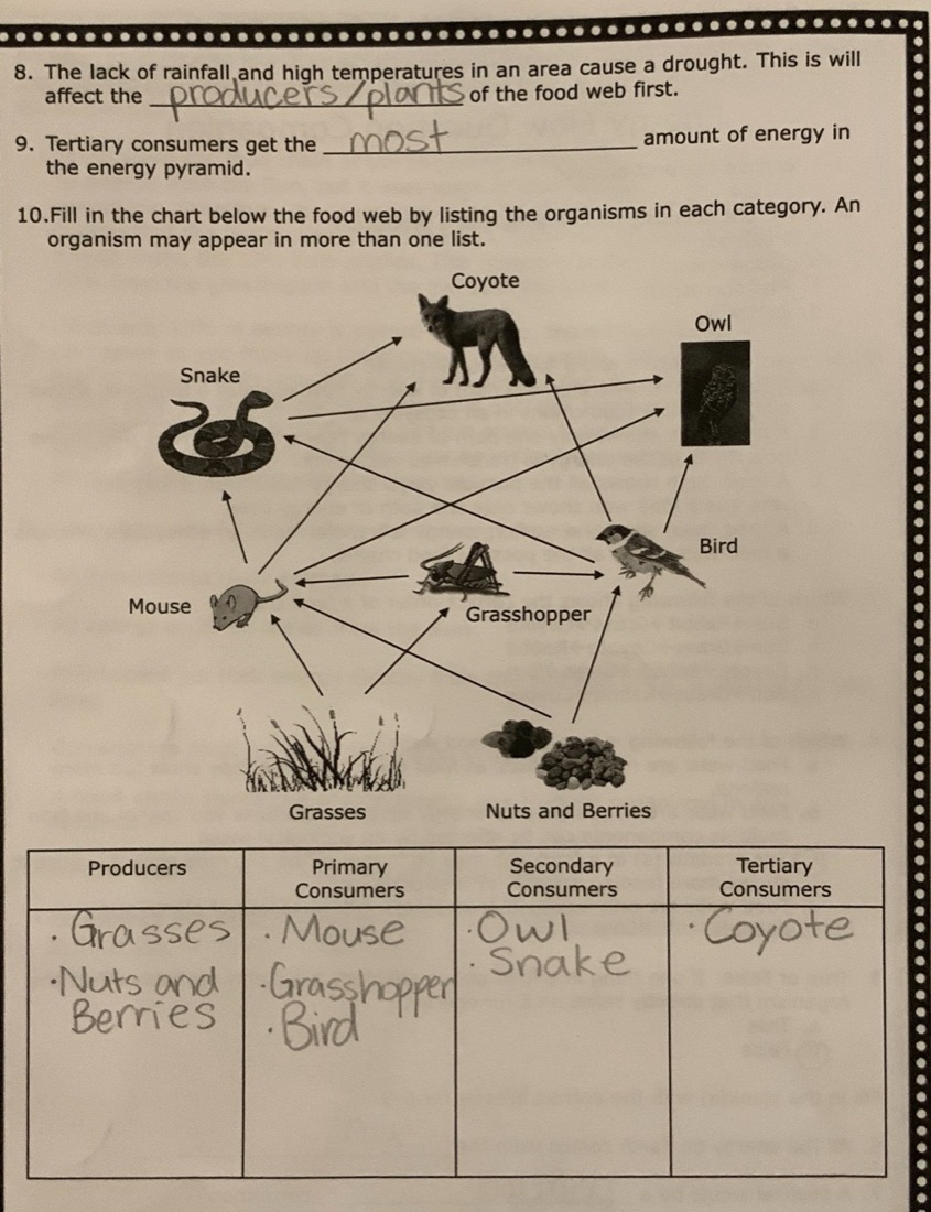 A four-page science packet: a two-page article on energy flow, then two pages of questions. Page 4.